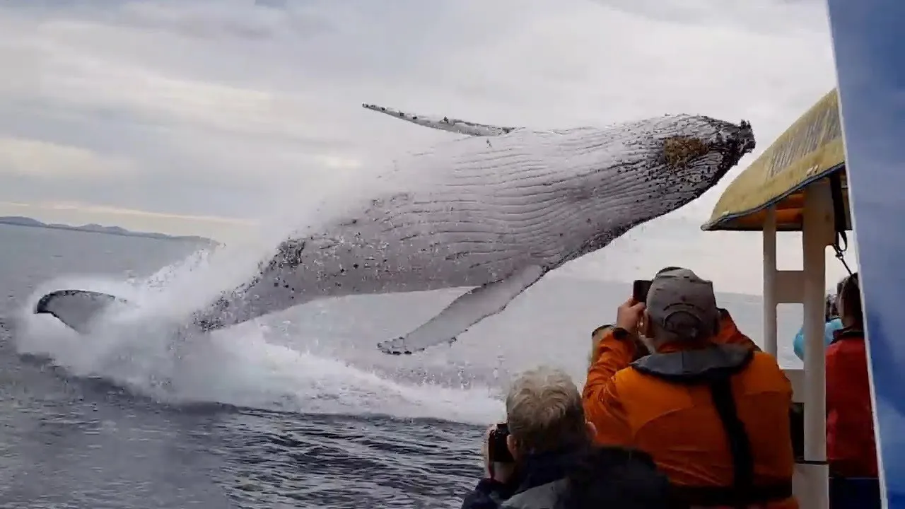Incredible Wildlife Encounters