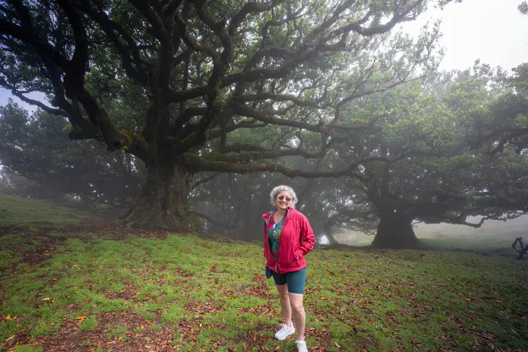 Fanal auf Madeira: einer der fotogensten Wälder der Welt