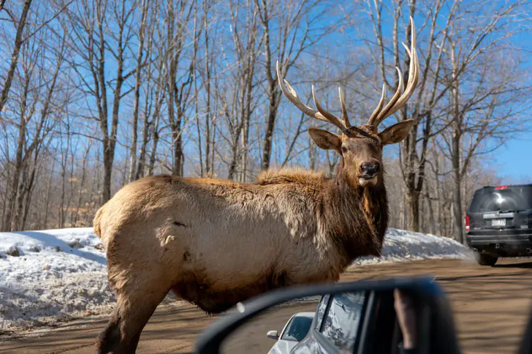 Parc Omega no Inverno: Vale a Pena o Investimento? Nossa Experiência Real a -20°C