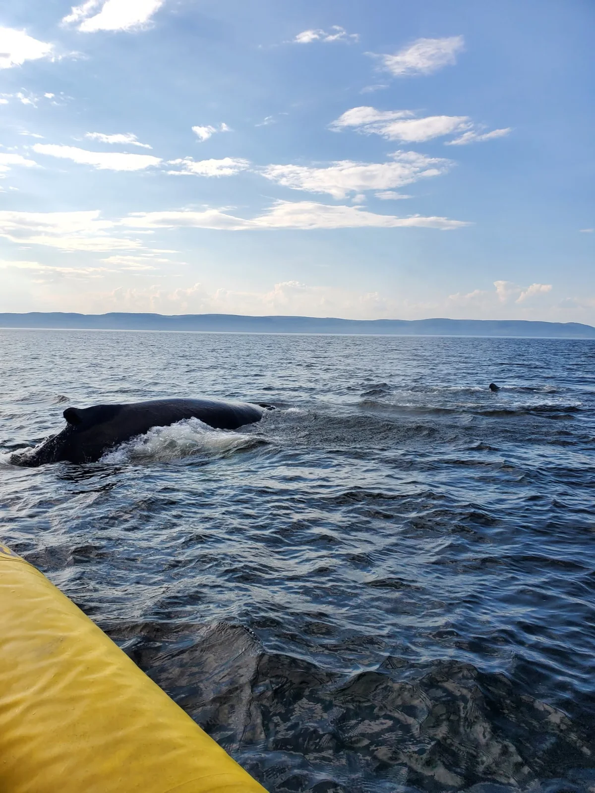 Baleia observada ao lado do Zodiac durante nosso passeio em Tadoussac, Quebec