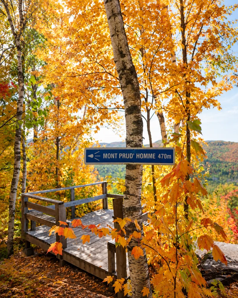 Placa do mirante do Mont Prud'homme cercada por árvores amarelas