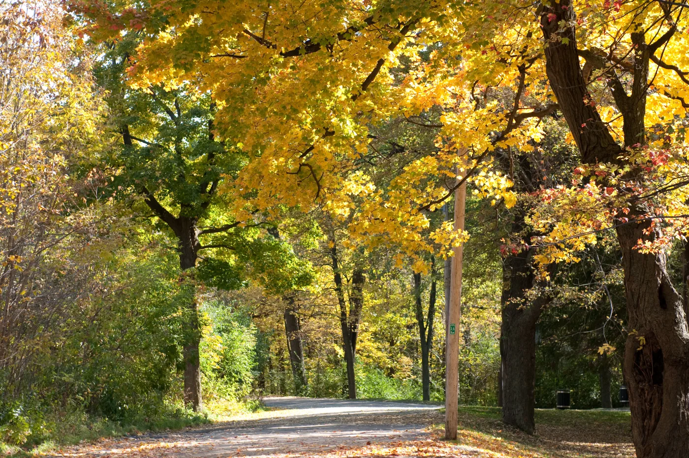 Caminho do Parc du Mont-Royal sob as folhas amarelas durante o outono