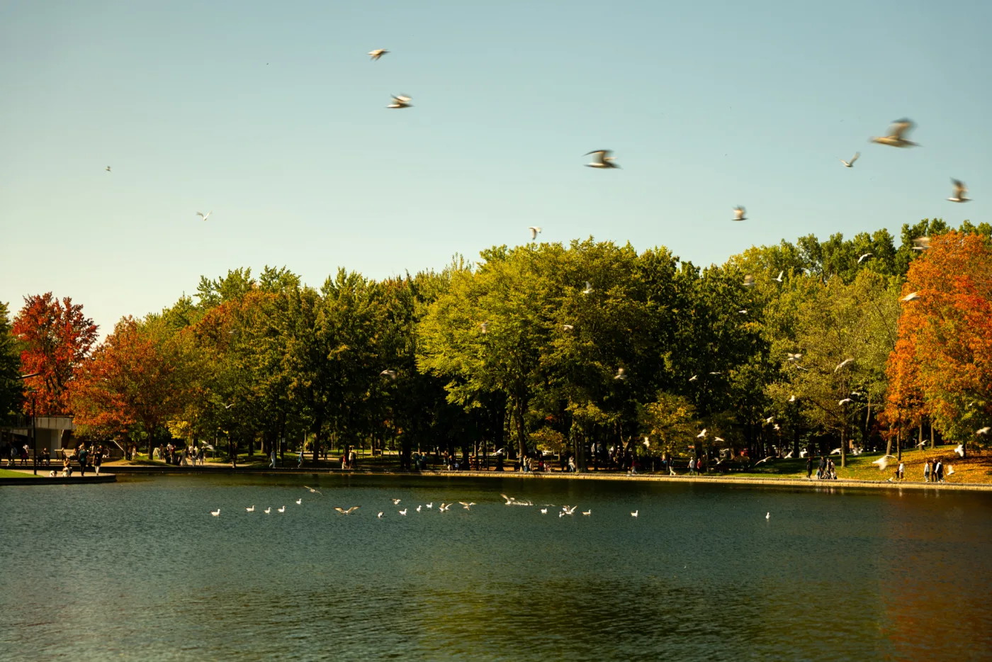Lac aux Castors cercado pela folhagem de outono e por pássaros no Parc du Mont-Royal