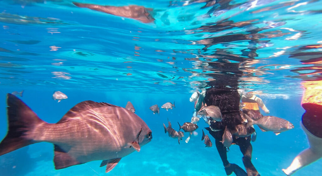 O Passeio Mais Famoso de Cozumel: El Cielo e El Cielito – Vale a Pena Mesmo?