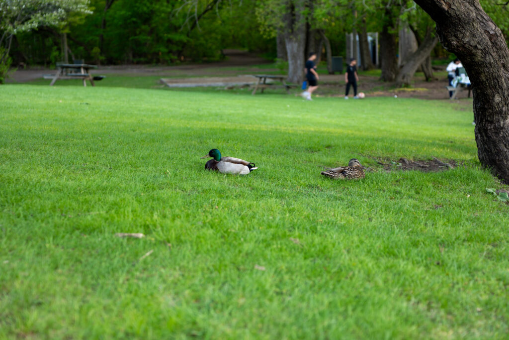 Os 6 Melhores Parques de Montreal: Um Guia Honesto de Quem Mora Aqui (e Vai de Bike) 3 Parc de la Visitation